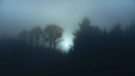 Во Владимирской области пропавшего 88-летнего грибника нашли мертвым