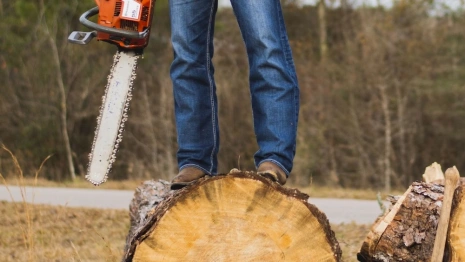 В Александрове сбежавшего от следствия «черного лесоруба» отправили в колонию