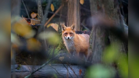 Лес изнутри. Как владимирец следит за животными через фотоловушки