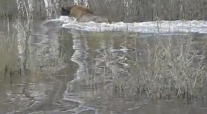 Во Владимирской области сняли на видео передвижение зубра во время паводка