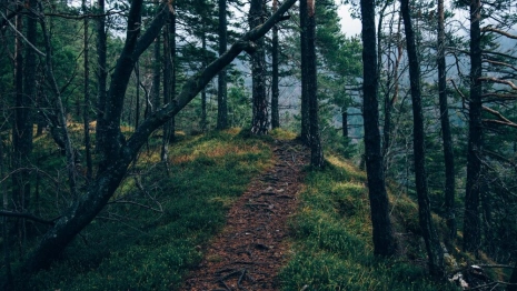 В Гусь-Хрустальном районе лесничий спас грибника от смерти