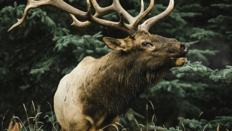 Пассажирка легковушки погибла после столкновения с лосем в Юрьев-Польском районе