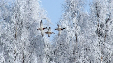 Прокопий Исповедник: что можно и чего нельзя делать 12 марта