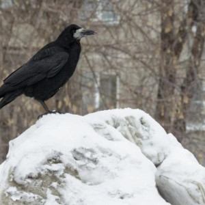 Во Владимирской области преждевременно прилетели грачи