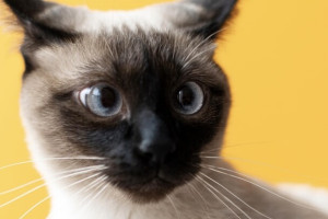 В Коврове появится первое котокафе