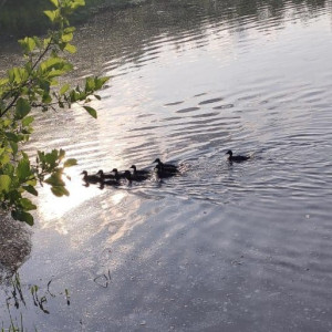 Во Владимирской области в охотничьи угодья выпустили молодняк кряквы
