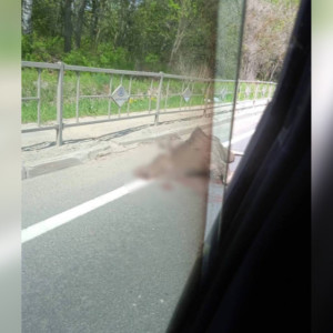 Во Владимирской области фура сбила лося