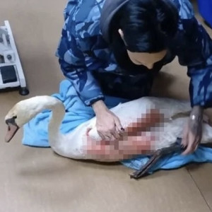 Во Владимирскую область привезут лебедя с перебитым крылом