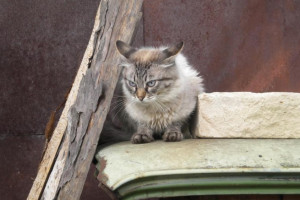 Отловом бездомных животных во Владимире займется новый подрядчик