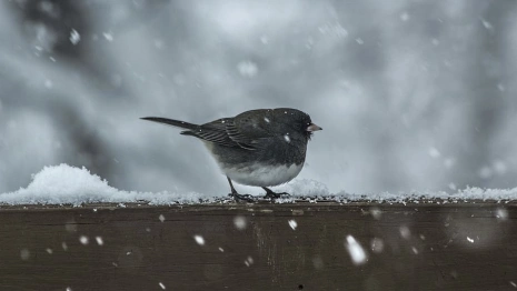 Прогноз погоды во Владимирской области на 10 декабря