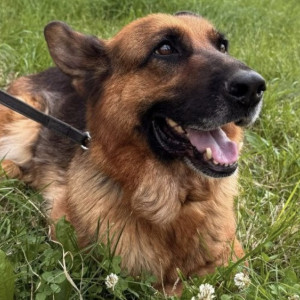 Во Владимире полицейские объявили поиск хозяина для служебной овчарки