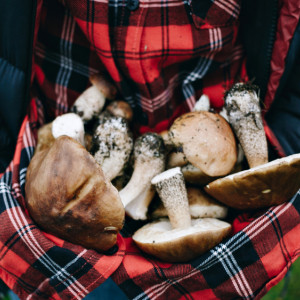 Во Владимирской области могут открыть заготовительные центры ягод и грибов