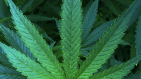 Во Владимирской области сельские наркоплантаторы получили 17 лет колонии на двоих