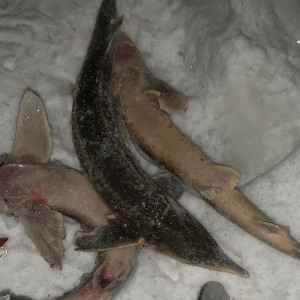 В Коврове браконьер выловил 3 краснокнижных стерлядки