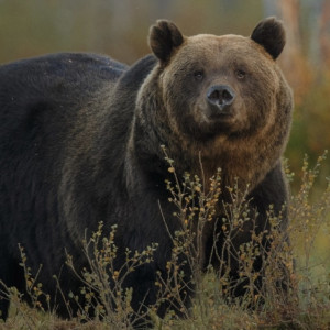 В двух районах Владимирской области заметили следы волков и медведей