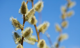 Прогноз погоды во Владимире и области на 25 апреля 2026 года