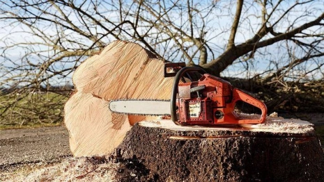 Во Владимире возмущенные вырубкой деревьев девушки устроили необычную фотосессию