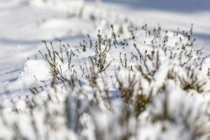 Во Владимирской области наступила астрономическая весна