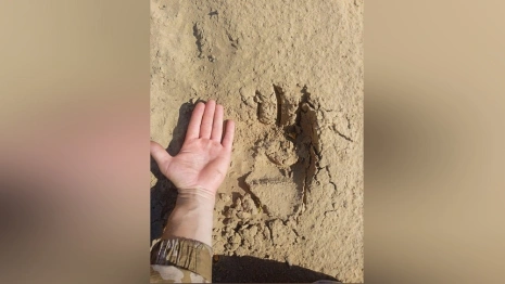 Во Владимирской области заметили рязанского медведя