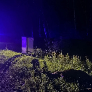 В Камешковском районе легковушка столкнулась с ГАЗелью из-за лося