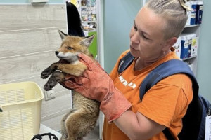 Владимирские волонтеры спасли раненого лисенка