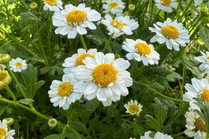 Во Владимирской области в предпоследние выходные лета воздух  разогреется до +26