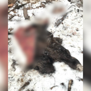 В Камешковском районе убили и расчленили лосиху