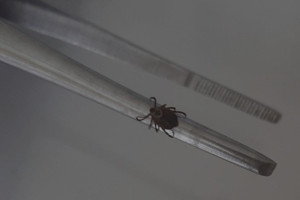 С жителей Владимирской области сняли 25 зараженных вирусами клещей