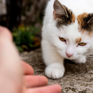 Гайд «День во Владимире». Как выявить бешенство и защититься от него