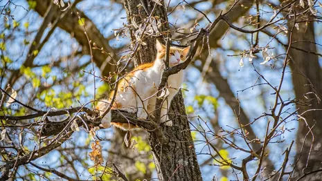 Во Владимирской области жители испугались за застрявшего на дереве кота
