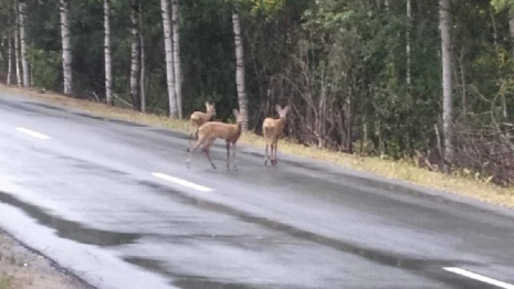 В Меленковском районе на дорогу выбежали косули