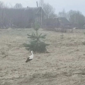 В Меленковском районе заметили величественного аиста