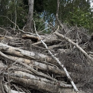 Жителя Александрова оштрафовали на 1 млн рублей за незаконную рубку леса