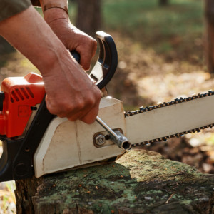 Во Владимирской области ради 150-метровой дороги вырубят лес