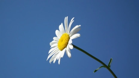 Прогноз погоды во Владимирской области на 21 июня
