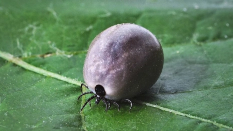 Во Владимирской области активизировались клещи. Как защититься и что делать при укусе?