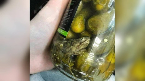 Во владимирских соцсетях разлетелось фото «маринованной» лягушки