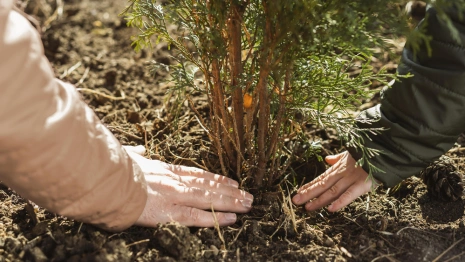 Во Владимирской области на местах вырубок высадили 3,3 млн хвойных сеянцев