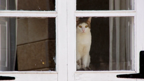 В Гусь-Хрустальном для экс-владельцев закрыли доступ в приют для животных