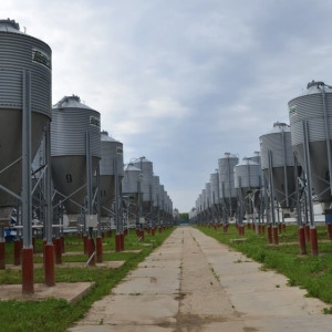 В Александровский район к 2024 году завезут 7 тыс. свиней