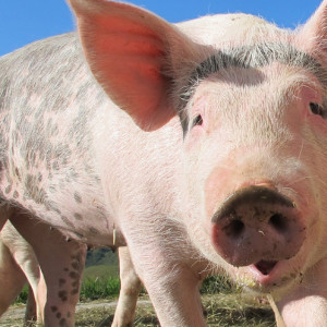 Во Владимирской области зафиксировали 7 очагов африканской чумы у свиней