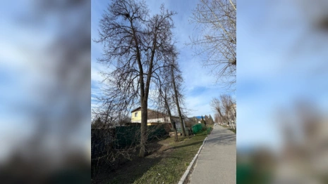 В Муроме коммунальщики «забили» на опасные деревья у 4 жилых домов