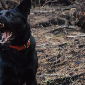 В одном из районов Владимира ввели карантин по бешенству