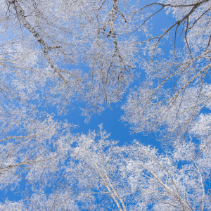 Во Владимирской области на неделе придут заморозки до -17