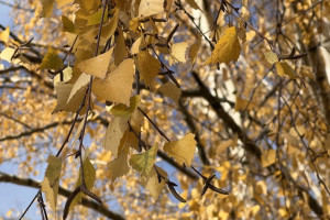 Прогноз погоды во Владимирской области на 22 сентября 2025 года