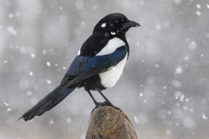 Прогноз погоды во Владимире и области на 24 января