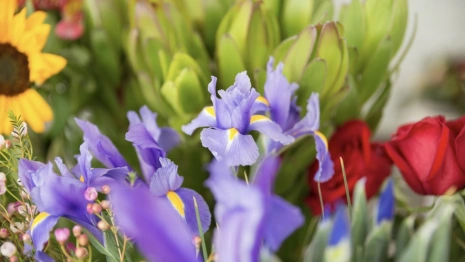 Во Владимире с дороги у ДТЮ уберут краснокнижный колокольчик