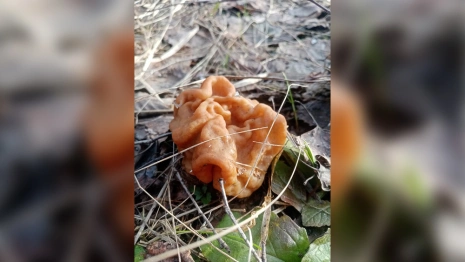 В лесах Владимирской области появились первые весенние грибы