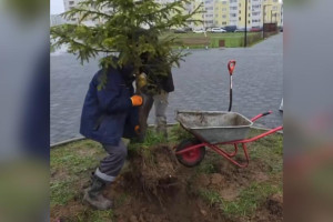 Во Владимире ель на Всесвятской пересадили для установки новогоднего дерева