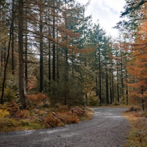Во Владимирской области нашли живым заблудившегося грибника 